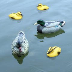 Cifavor three ducklings clustered floating to show family grouping effect