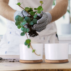 Cindeer bamboo saucer detail capturing water catch and tabletop protection benefit