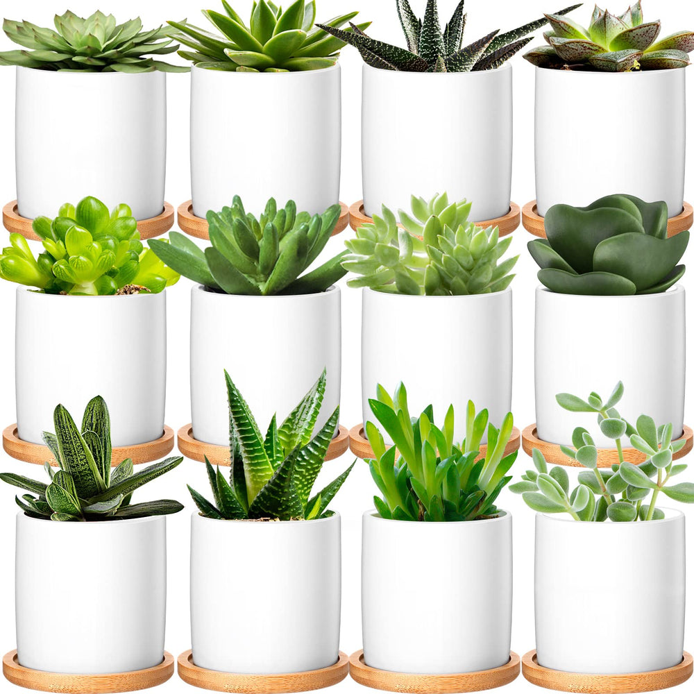 Cindeer front view of 12 white ceramic pots showing clean minimalist style and cohesion