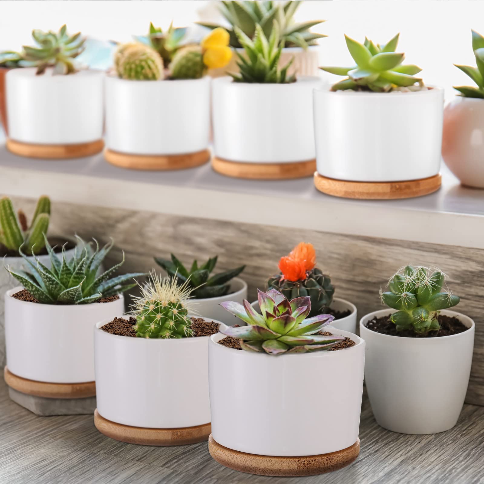 Cindeer styled with succulents demonstrating cohesive display and easy decor refresh