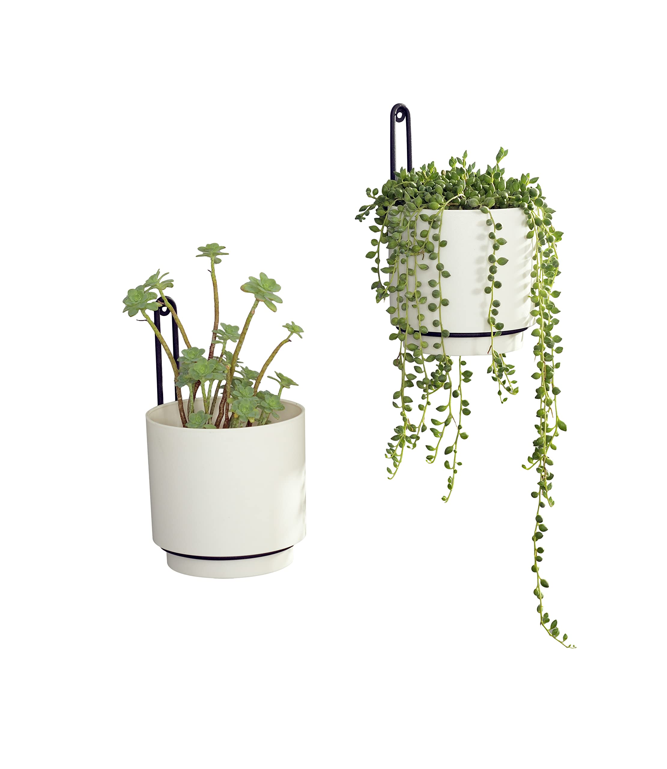 CISEANOL planter with succulent arranged indoors demonstrating attractive plant display and low-maintenance option