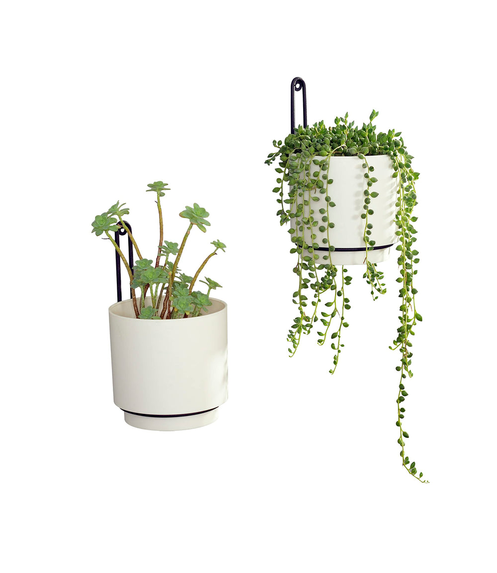 CISEANOL planter with succulent arranged indoors demonstrating attractive plant display and low-maintenance option