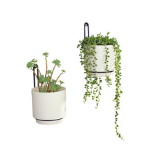 CISEANOL planter with succulent arranged indoors demonstrating attractive plant display and low-maintenance option