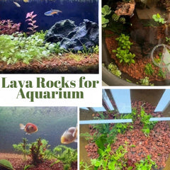 CJGQ lava rocks under bonsai roots for stable drainage