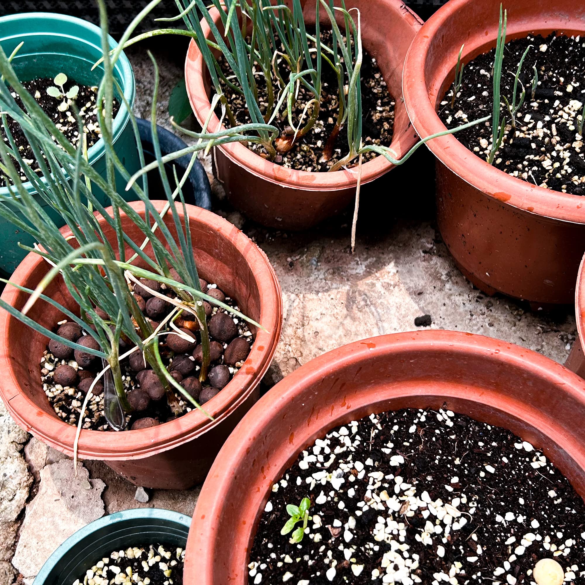 Potted indoor plants thriving with CJGQ perlite-amended soil for healthy roots