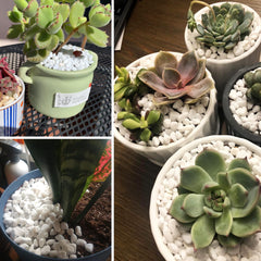 CJGQ pebbles used as drainage layer in terrarium to improve root airflow