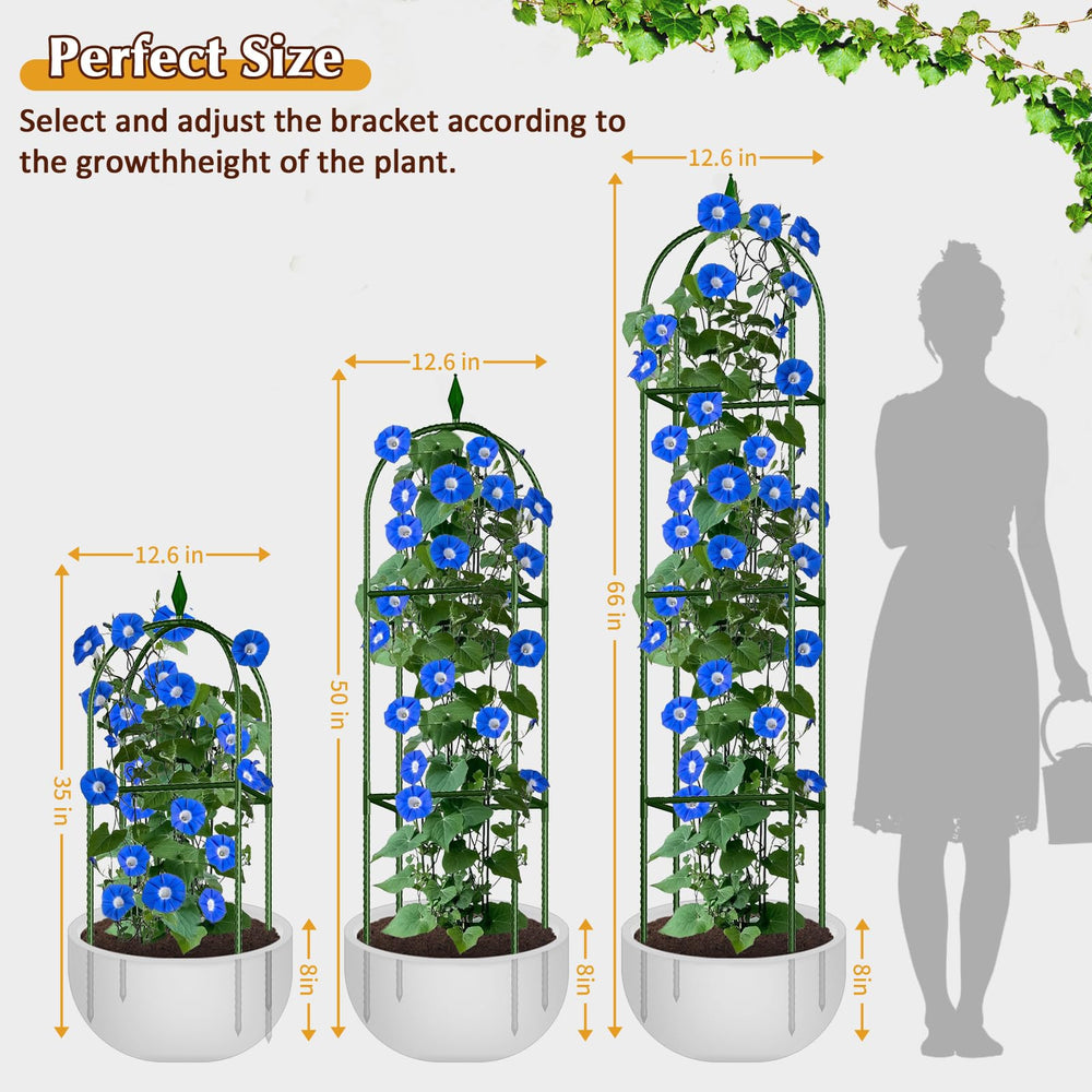 CL FUN trellis with trained vines demonstrating orderly vertical growth