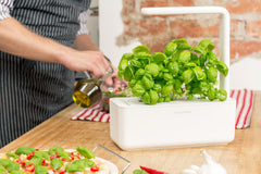 Click and Grow close-up of basil pods inserted, clear view of pre-seeded pods and easy start