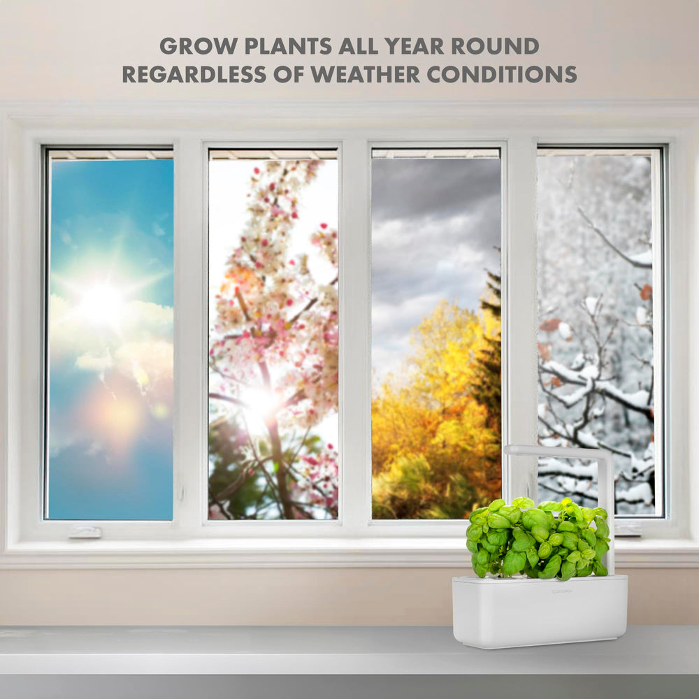 Click and Grow top-down view of three planted pods, clear layout and immediate starter set