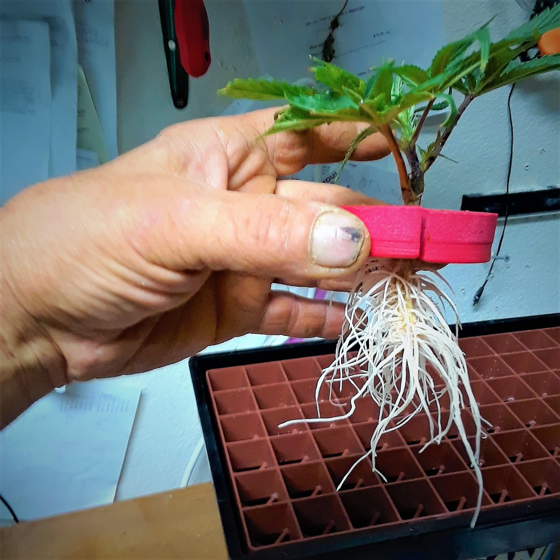 CLONE KING cuttings suspended while roots begin for faster propagation