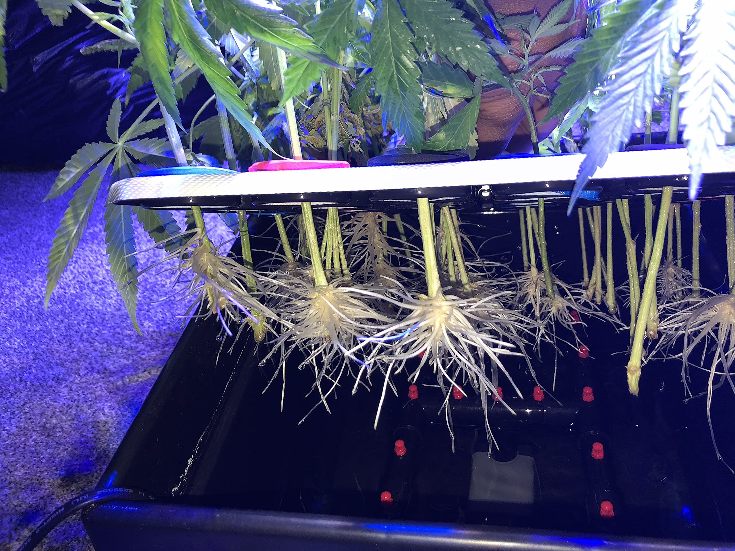 CLONE KING dense root development after ten days for confident transplanting