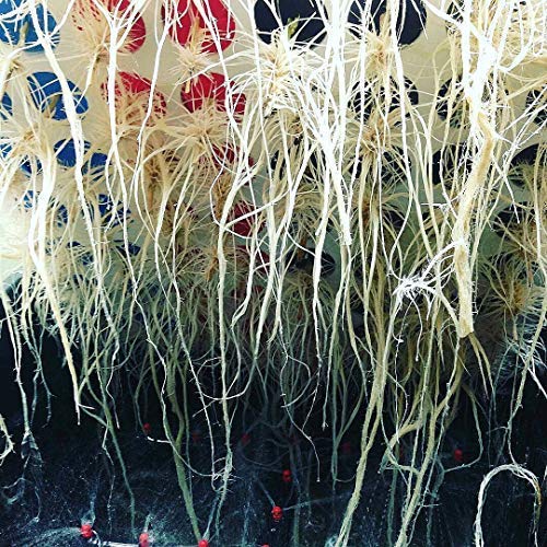 CLONE KING spray manifold with 13 misters delivering fine aeroponic mist