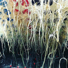 CLONE KING spray manifold with 13 misters delivering fine aeroponic mist