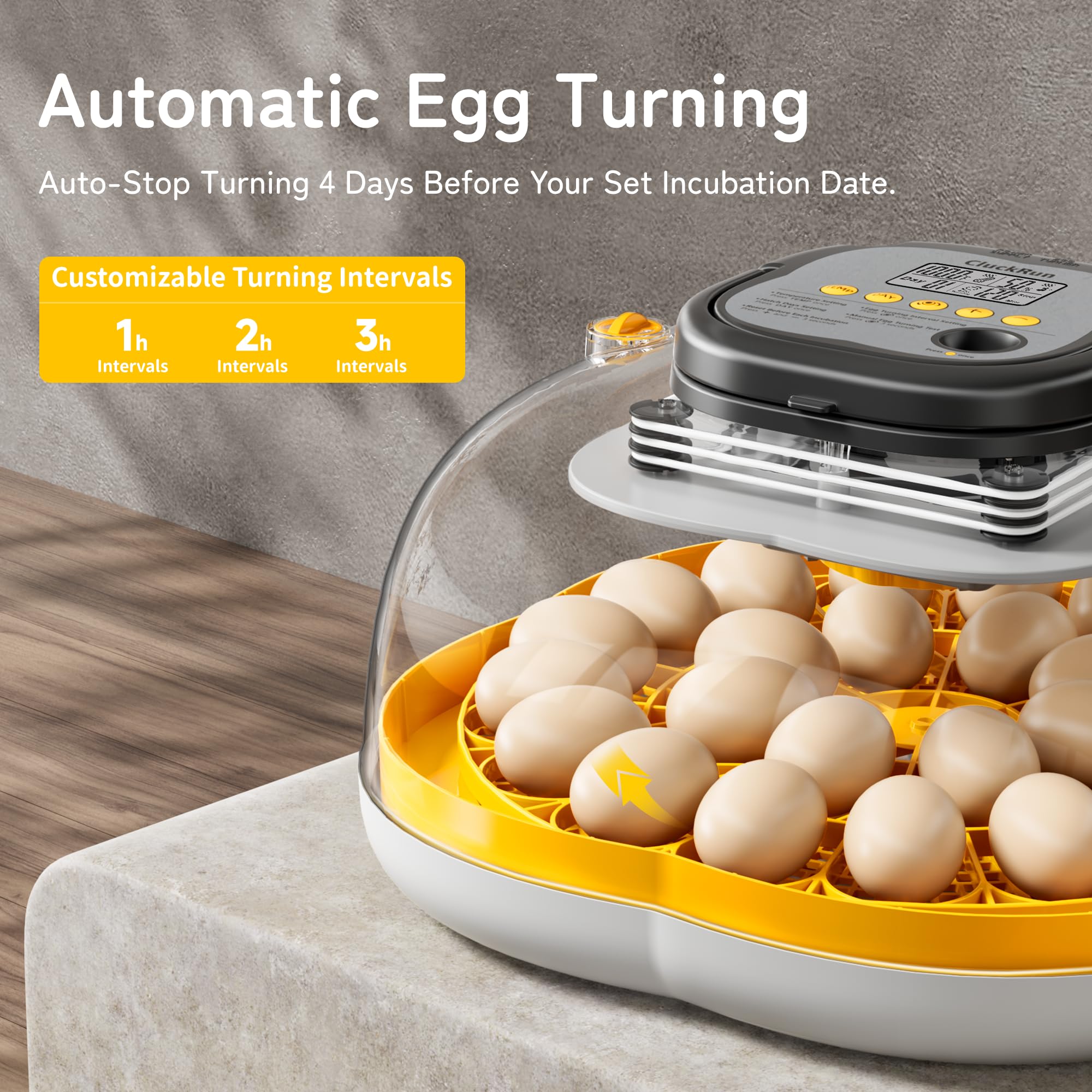 CluckRun interior showing egg rack and roomy chamber to reduce chick crowding