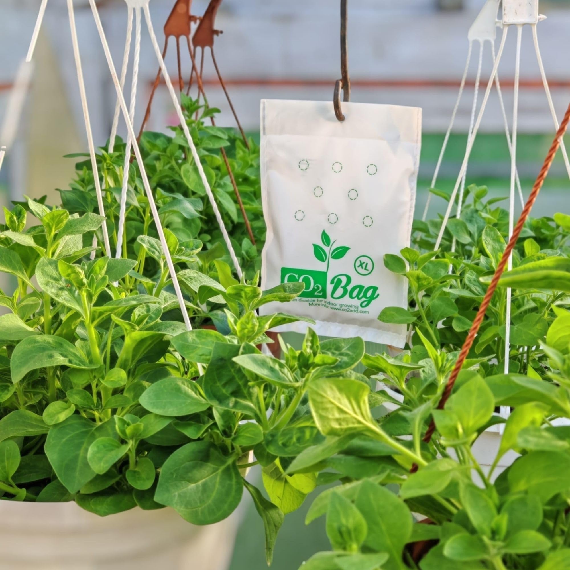 CO2BAG XL two-pack installed in a grow room for wide-area CO2 enrichment