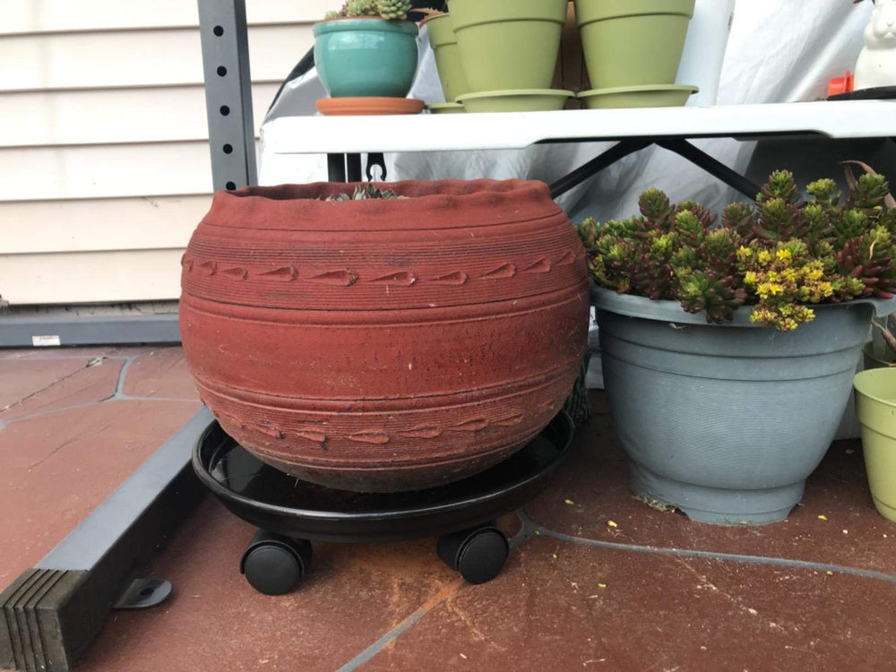 Coadura plant caddy next to ruler showing dimensions and scale for correct pot fit