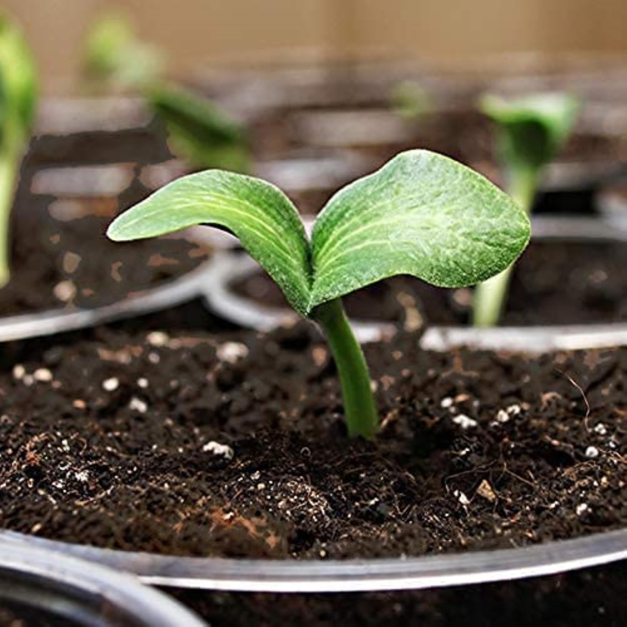 Coast of Maine mix filling propagation tray for fast germination