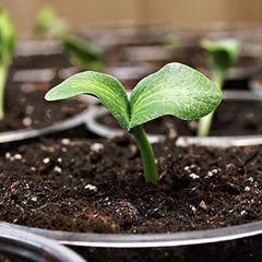 Coast of Maine mix filling propagation tray for fast germination