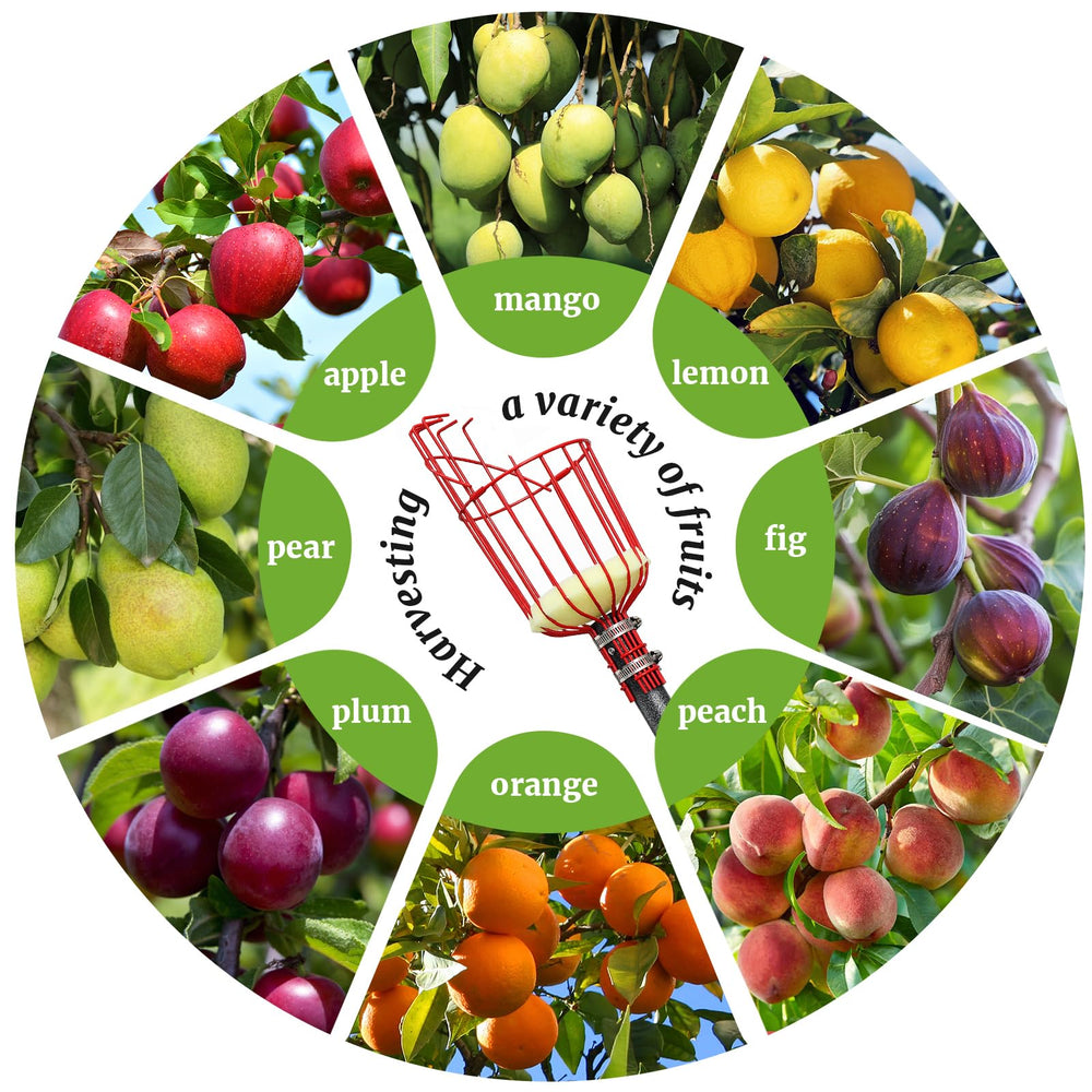 COCONUT lifestyle shot in garden showing family using picker for safe harvest