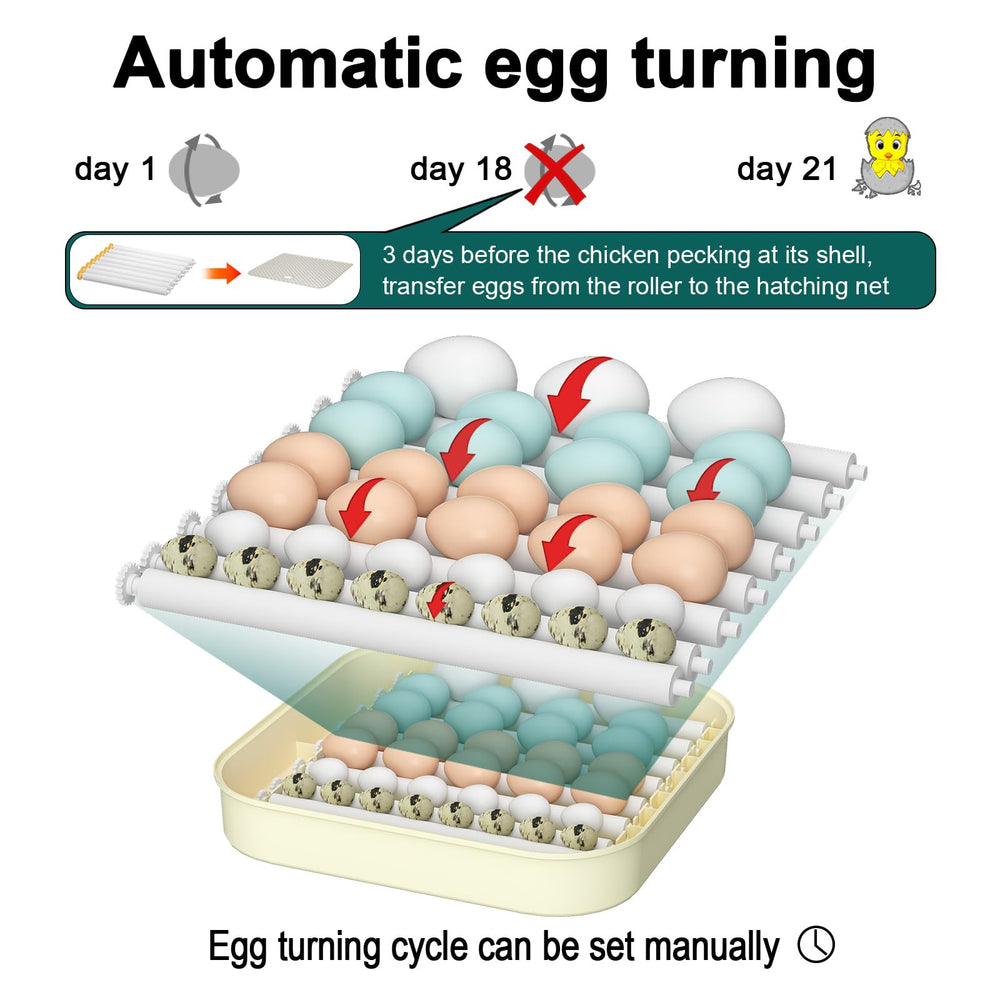 CoInceptus adjustable egg rollers demonstrating multi-size egg accommodation