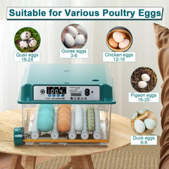 CoInceptus egg tray detail highlighting adjustable roller spacing for different eggs