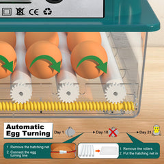 CoInceptus incubator interior with eggs on rollers demonstrating automatic turning