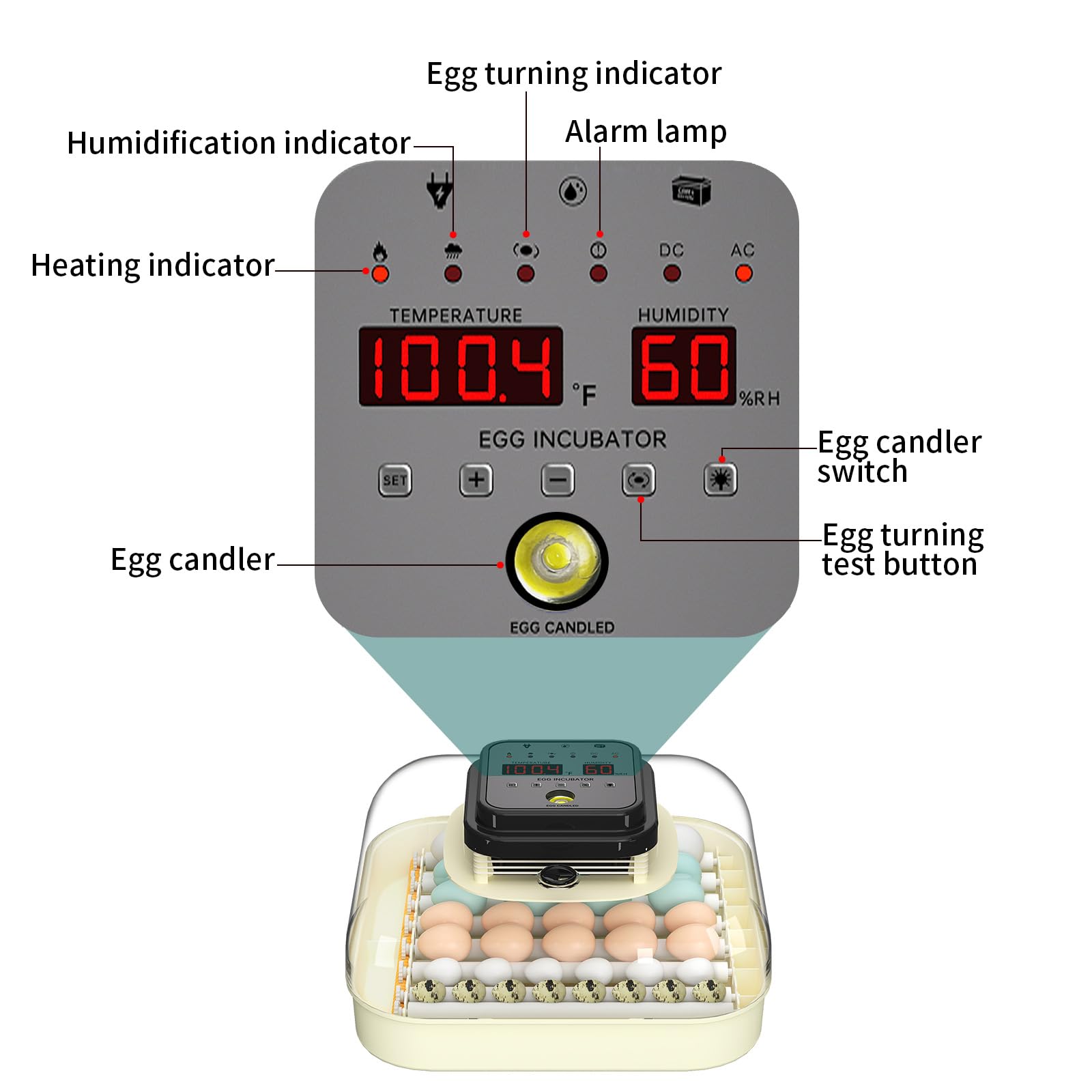 CoInceptus incubator with chicken duck quail eggs for size comparison