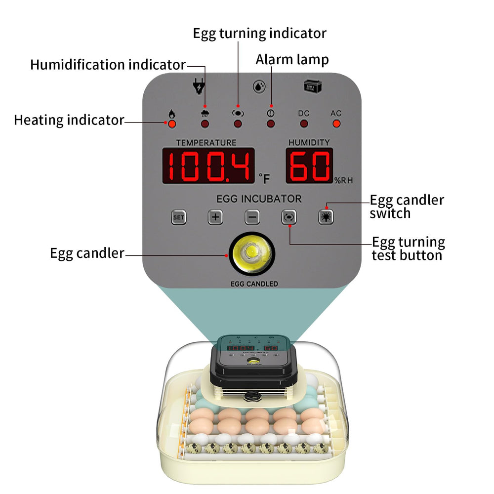 CoInceptus incubator with chicken duck quail eggs for size comparison