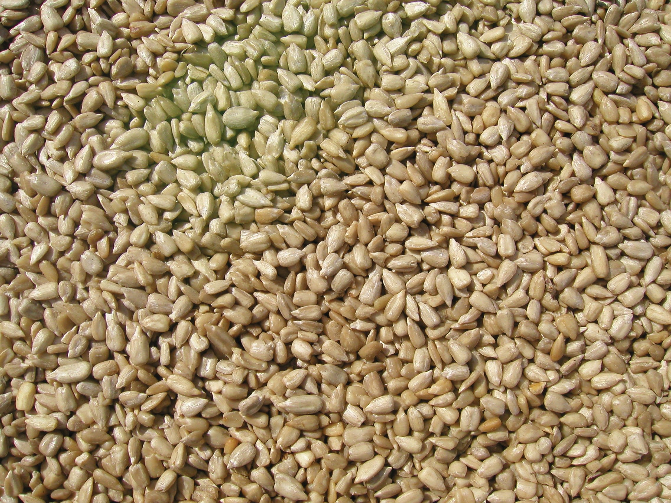 COLE'S close-up of shelled sunflower kernels showing high edible yield