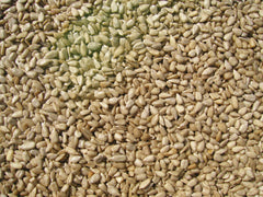 COLE'S close-up of shelled sunflower kernels showing high edible yield