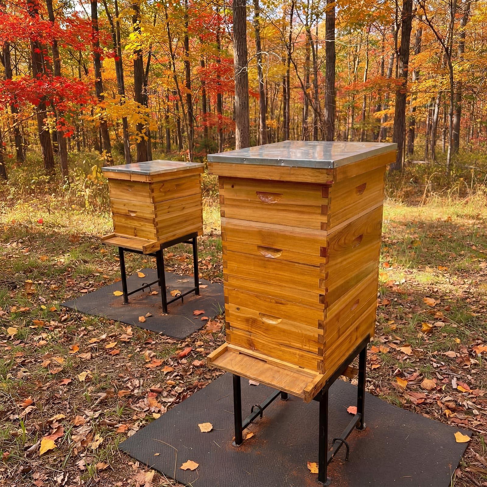 Colingmill bottom board installed under hive in apiary showing practical in-use benefit