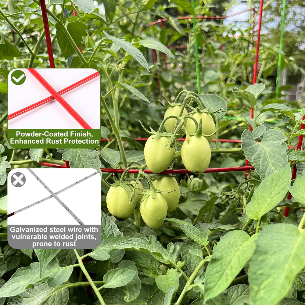 Colingmill installed cages in raised bed supporting heavy tomato vines for cleaner fruit
