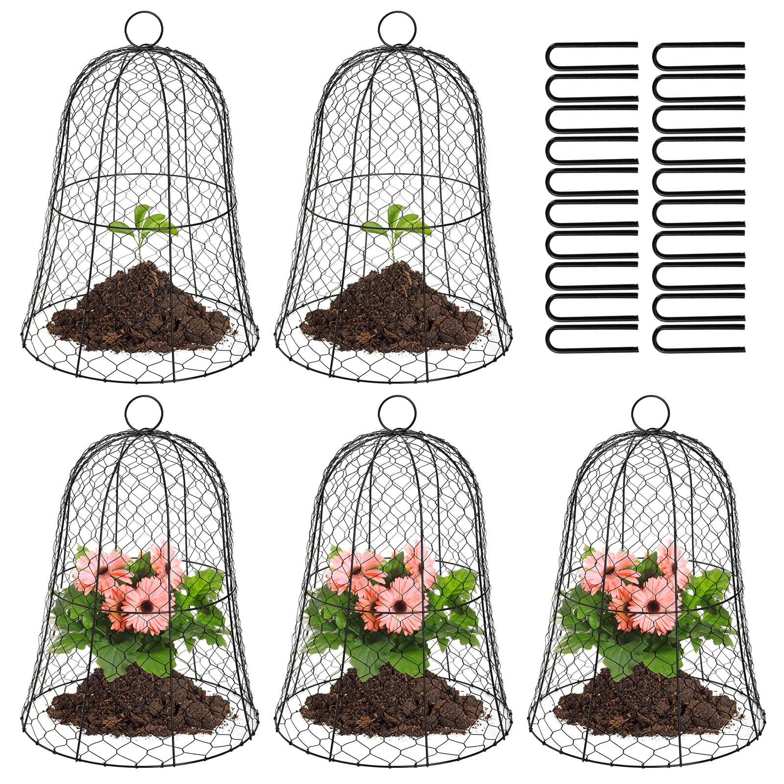 Coloch front view black dome cloche protecting seedling and saving time