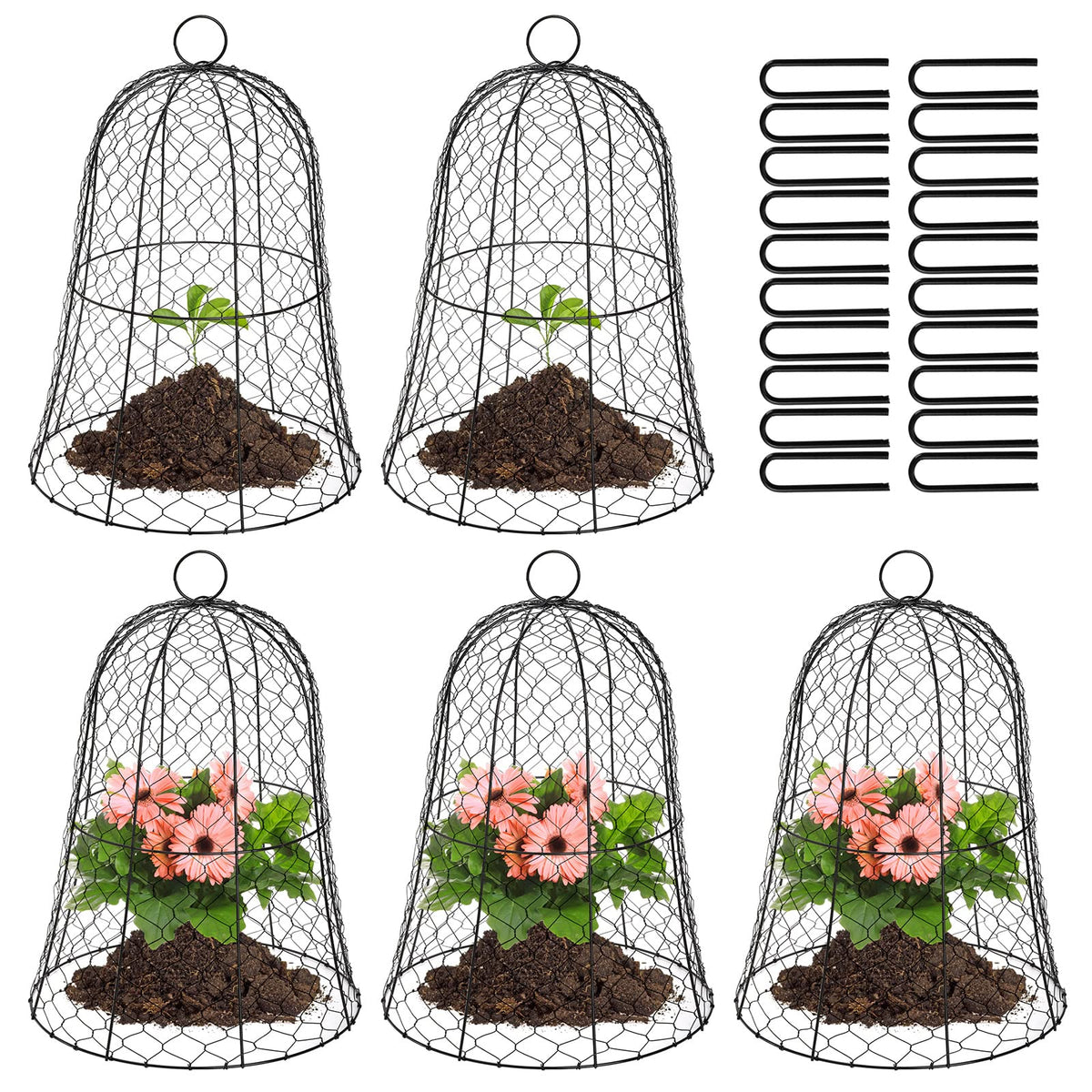 Coloch front view black dome cloche protecting seedling and saving time