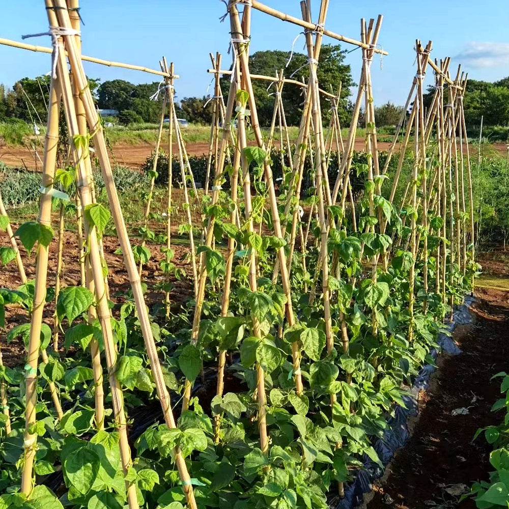 COLOtime bamboo stakes arranged in a garden bed supporting tomatoes and vines