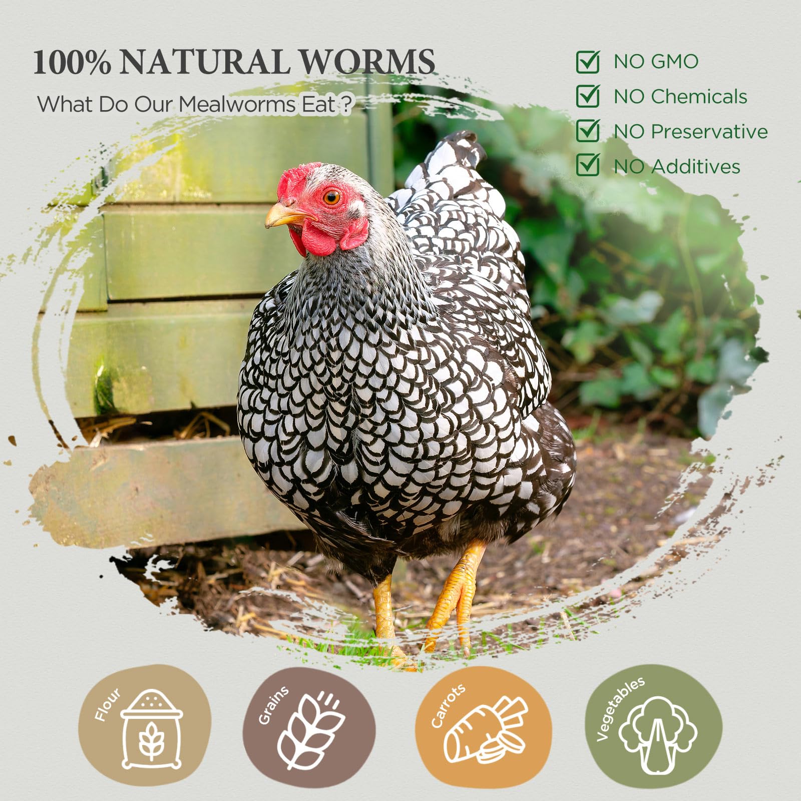 COOHGRUBS chickens eating mealworms boosting activity and interest