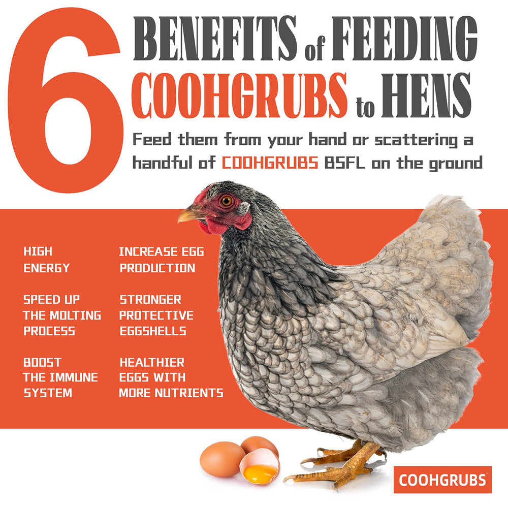COOHGRUBS scattered for chickens encouraging natural foraging and activity