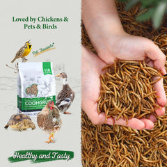 COOHGRUBS close-up dried mealworm texture highlighting clean drying