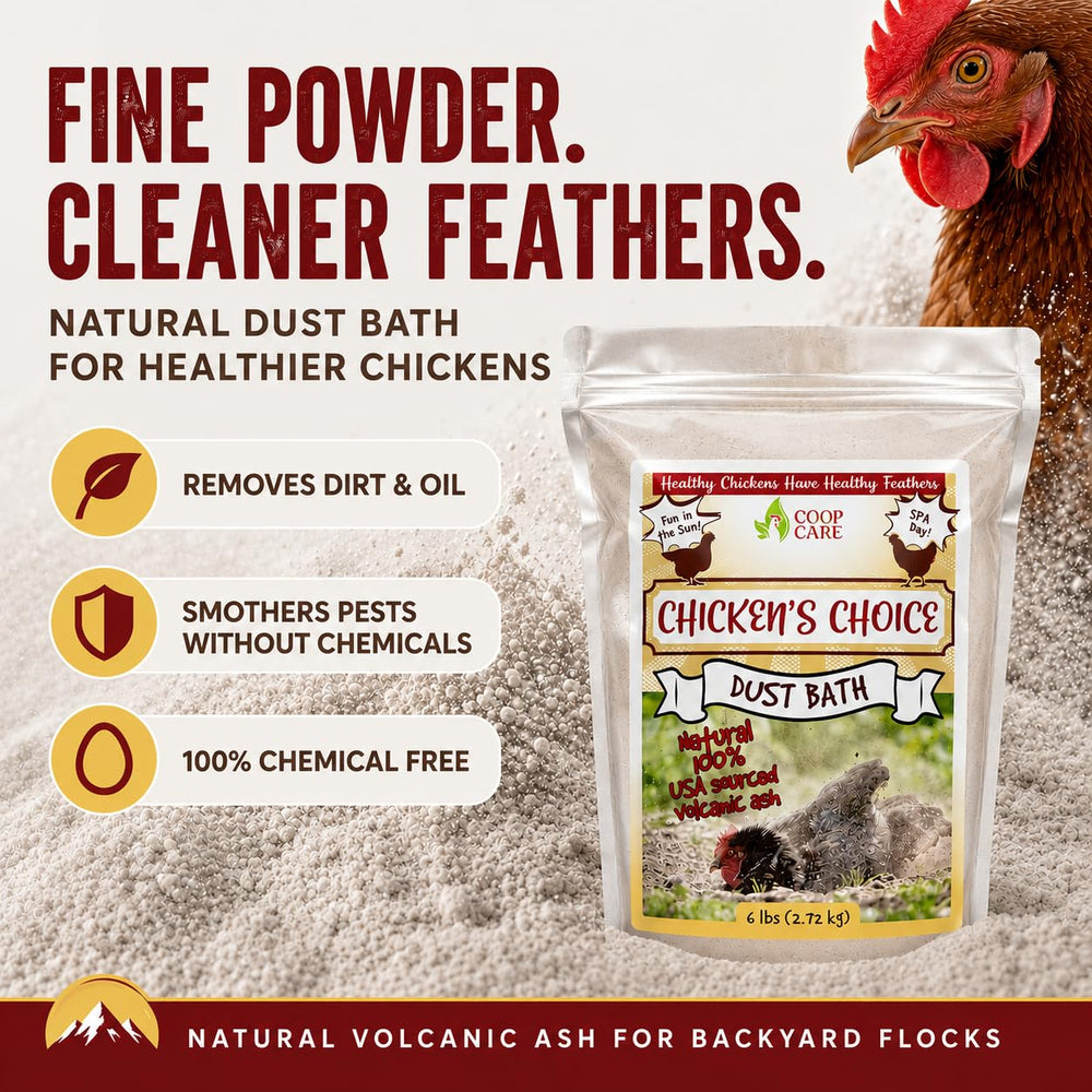 Chickens using Coop Care dust bath demonstrating natural grooming and comfort.
