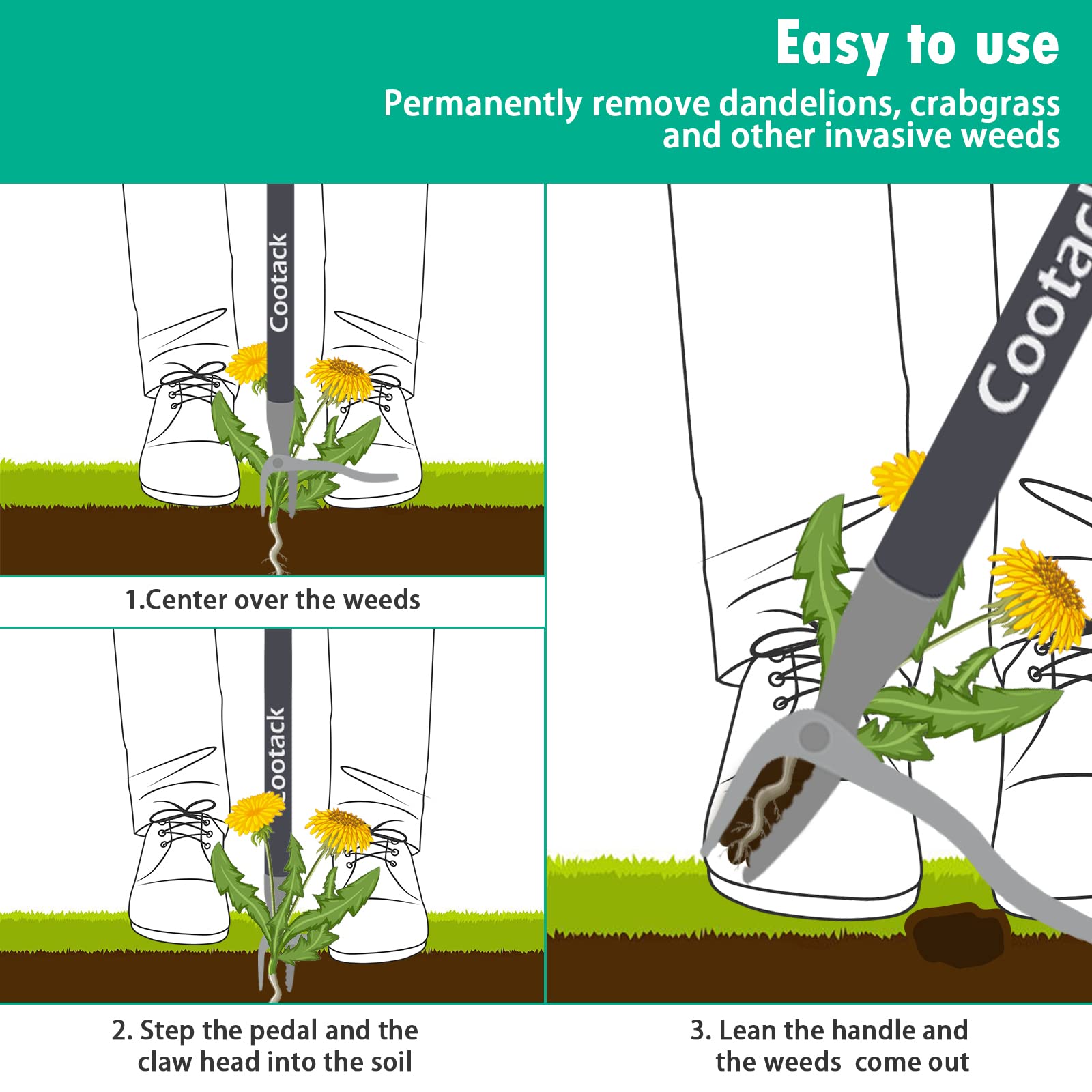 Cootack in use pulling dandelion from lawn showing reduced bending and back relief benefit