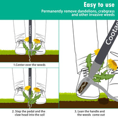Cootack in use pulling dandelion from lawn showing reduced bending and back relief benefit