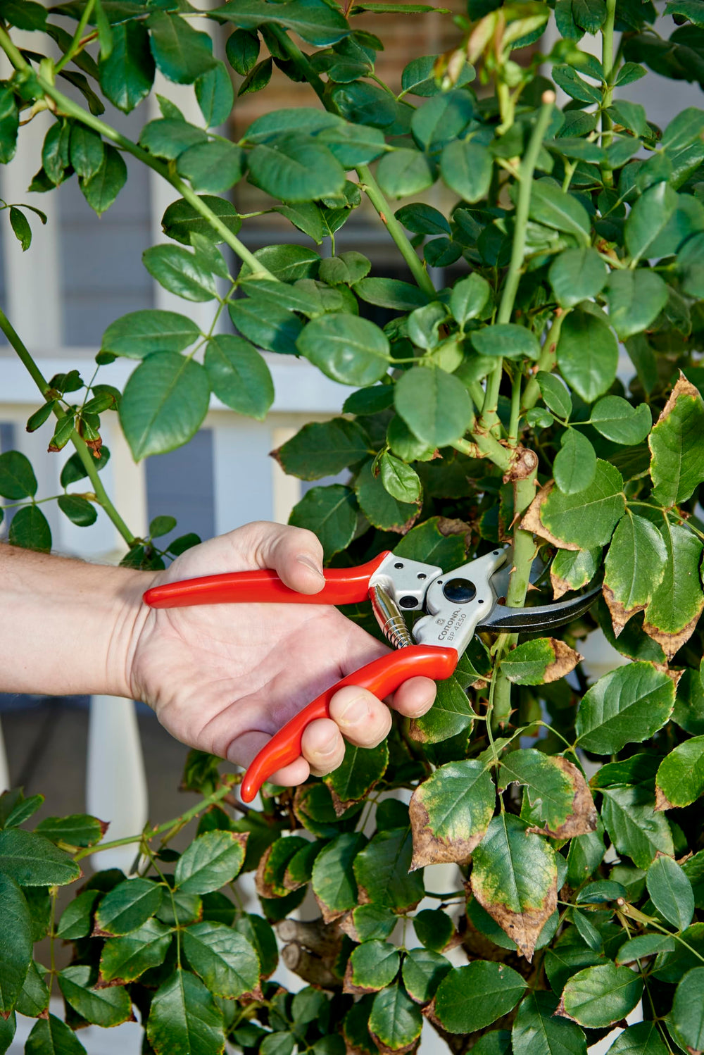 Corona BP 4250 cutting a rose stem showing plant-friendly bypass action and smooth finish