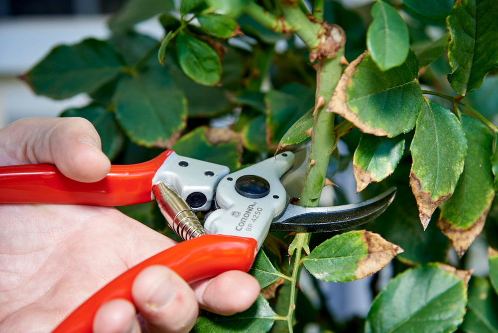 Corona BP 4250 safety lock close-up showing secure storage and accident prevention