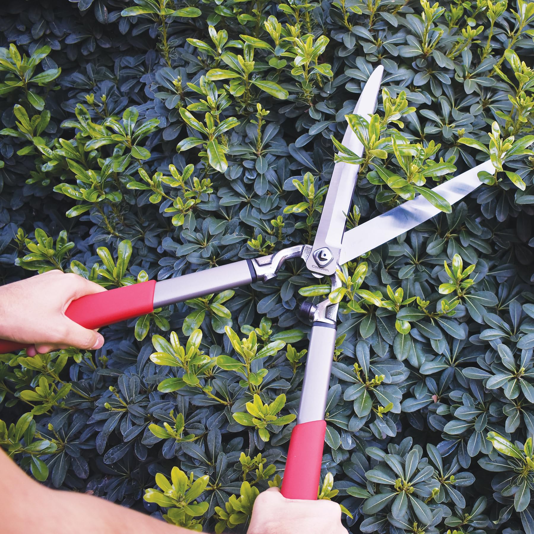 Corona Clipper close-up of forged blade and limb notch demonstrating clean-cutting edge and durability