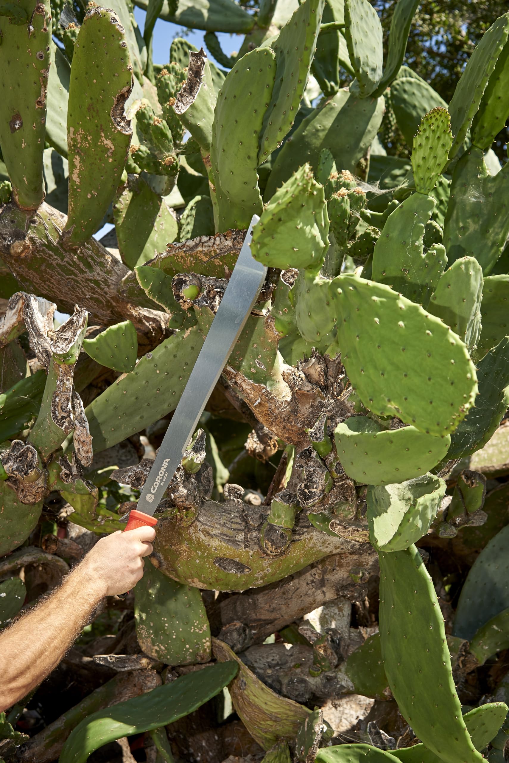 Corona Clipper machete in use clearing brush demonstrating reach and controlled swings