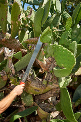 Corona Clipper machete in use clearing brush demonstrating reach and controlled swings