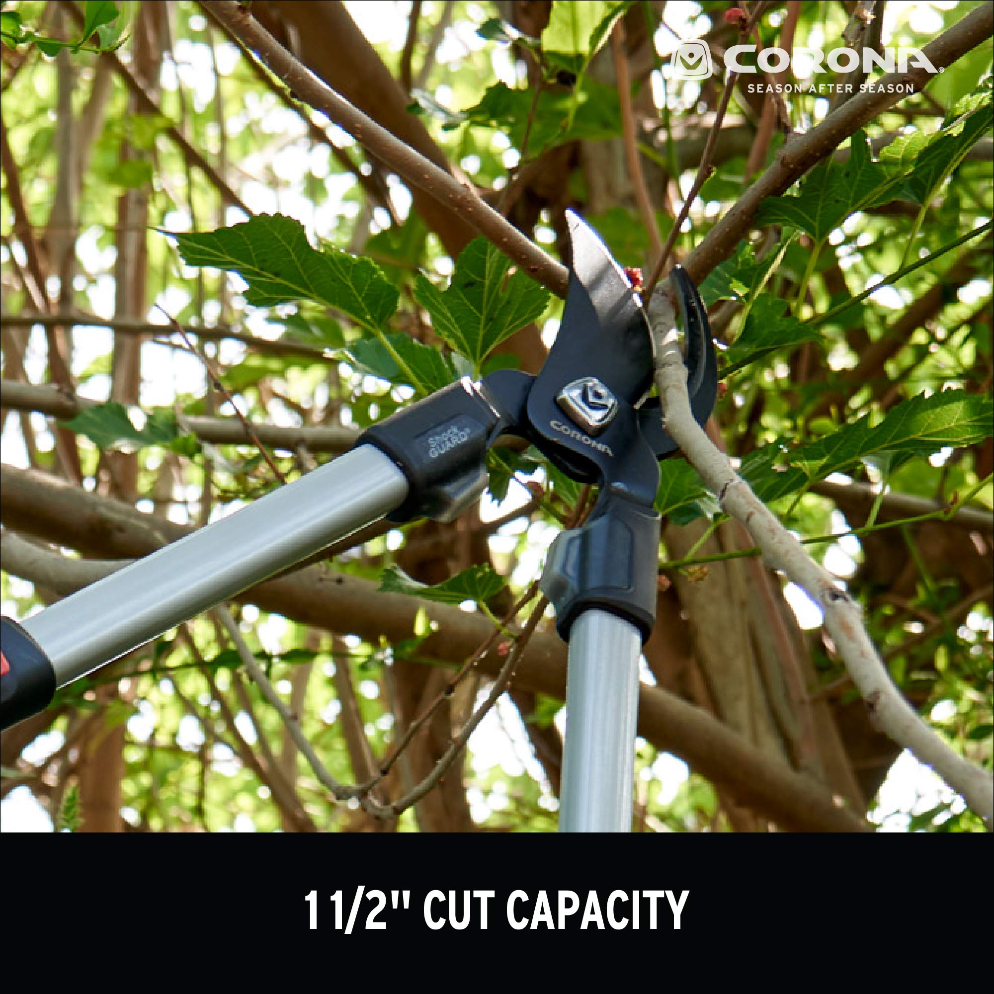 Corona Clipper used cutting a 1-1/2 inch branch for efficient mid-size pruning