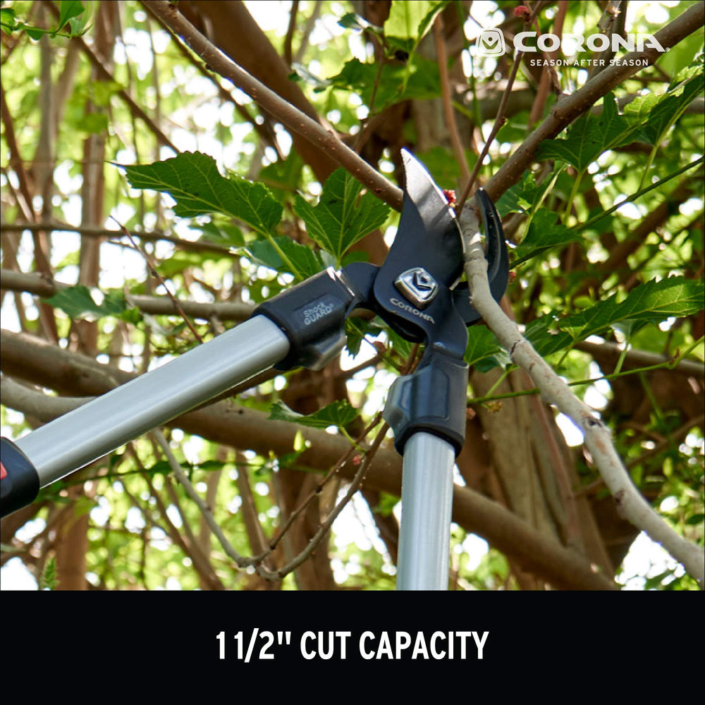 Corona Clipper used cutting a 1-1/2 inch branch for efficient mid-size pruning