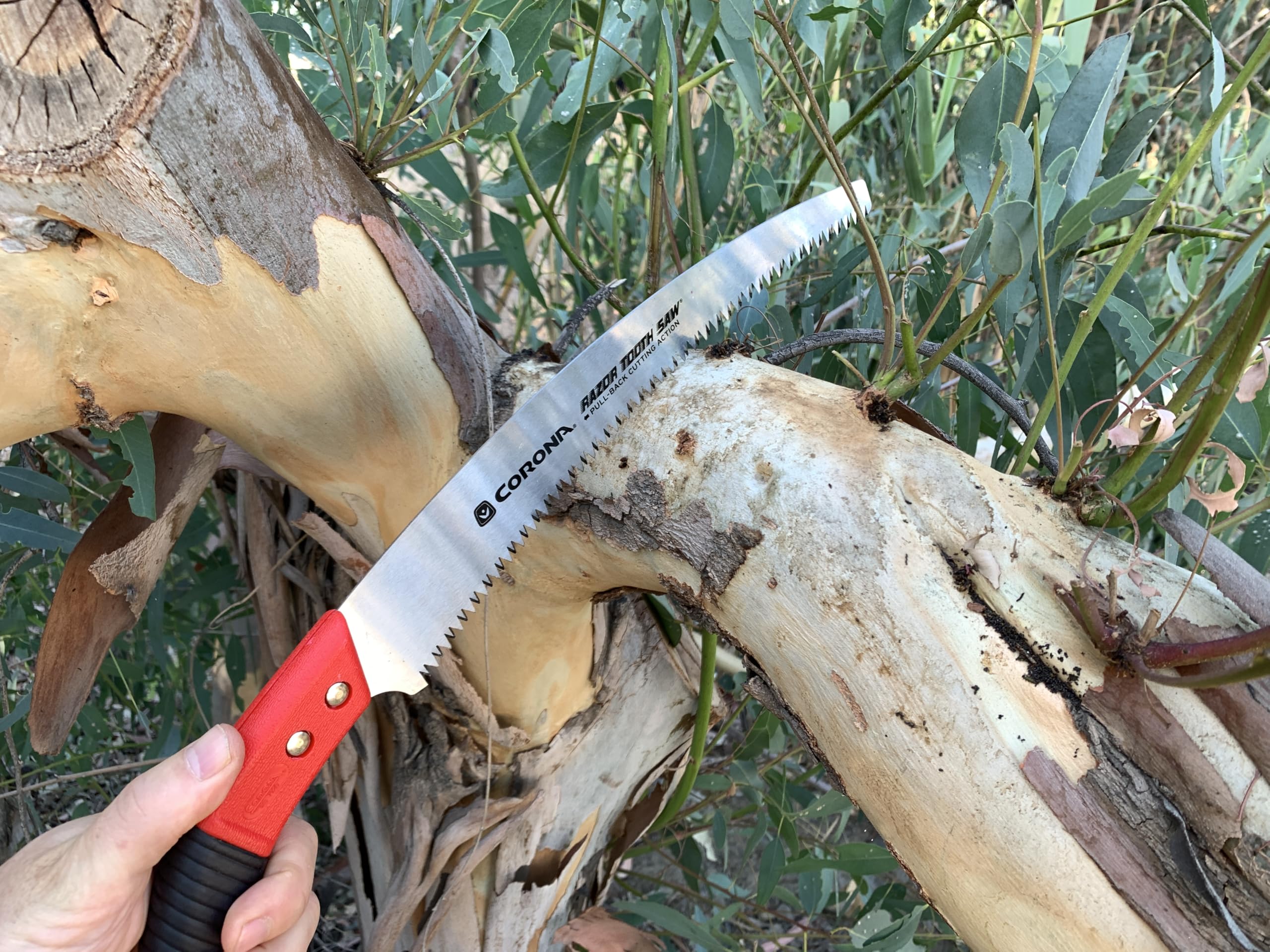 Corona Clipper RazorTOOTH teeth close-up highlighting impulse-hardened edges for lasting sharpness