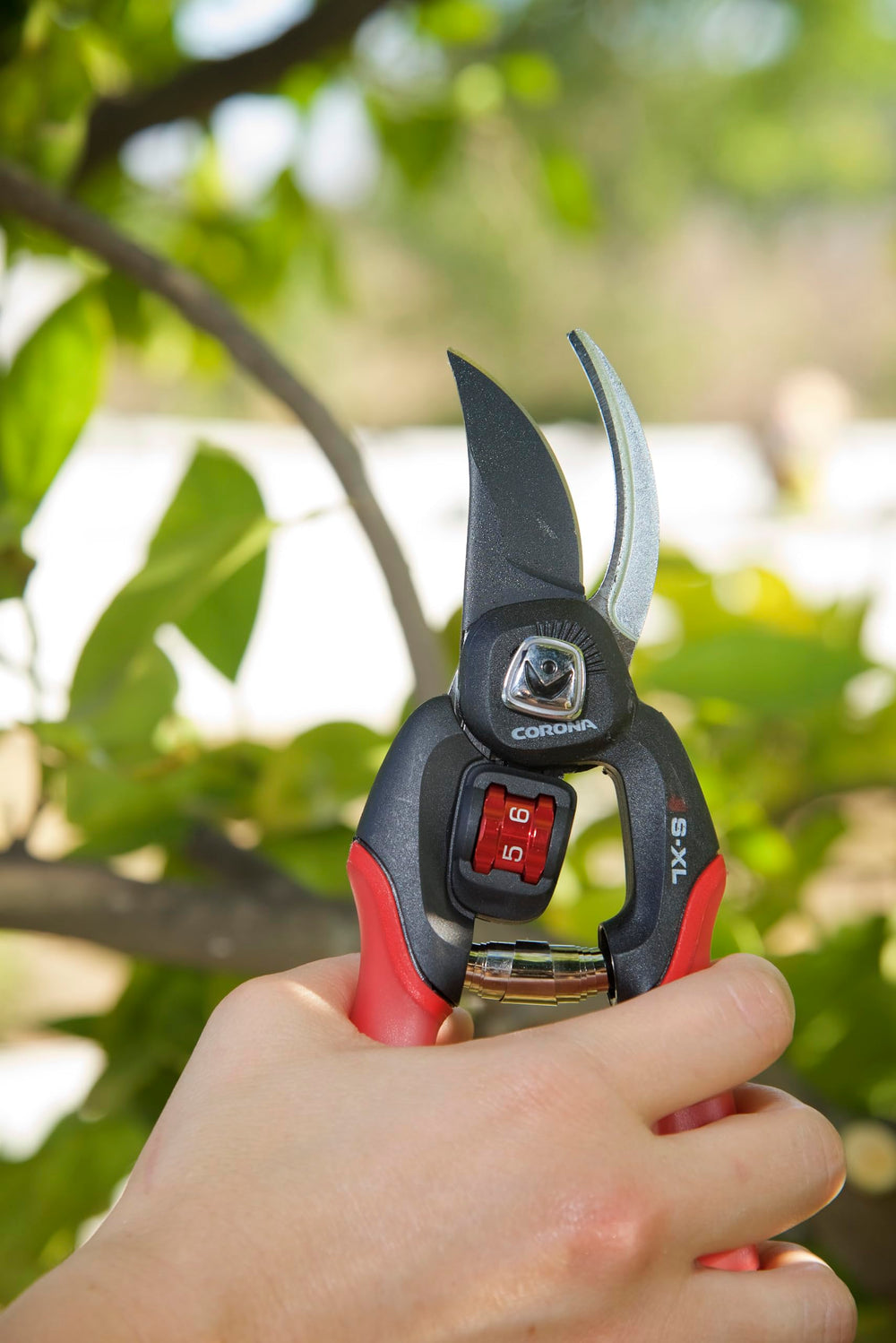 Corona Clipper next to ruler showing 3/4 inch cutting capacity for branch size